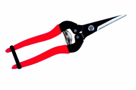 Fruit Harvesting & Thinning Scissors With 6cm Blade
